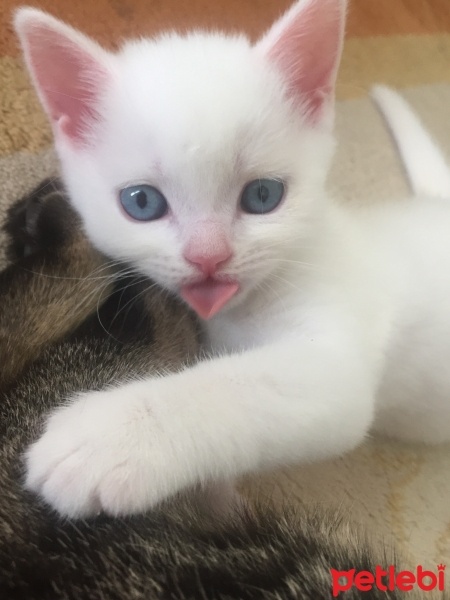 British Shorthair, Kedi  Gülbeşeker fotoğrafı