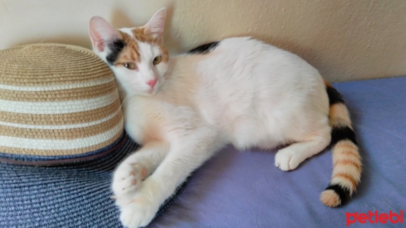 Tekir Kedi, Kedi  Pamuk fotoğrafı