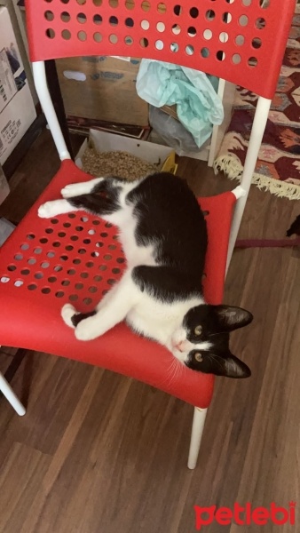 Tuxedo (Smokin) Kedi, Kedi  Gündüz fotoğrafı
