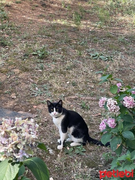 Tuxedo (Smokin) Kedi, Kedi  Gündüz fotoğrafı