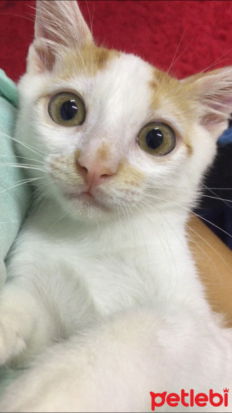 Sarman, Kedi  Minnoş fotoğrafı