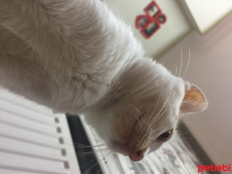 Sarman, Kedi  Minnoş fotoğrafı