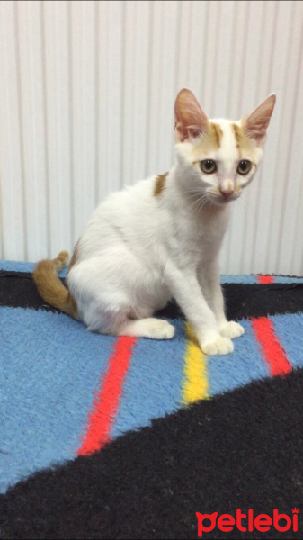 Sarman, Kedi  Minnoş fotoğrafı