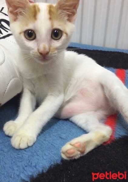 Sarman, Kedi  Minnoş fotoğrafı