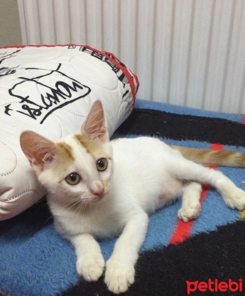 Sarman, Kedi  Minnoş fotoğrafı