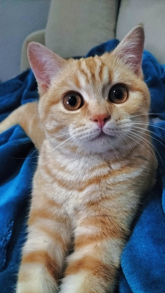 British Shorthair, Kedi  Loki fotoğrafı
