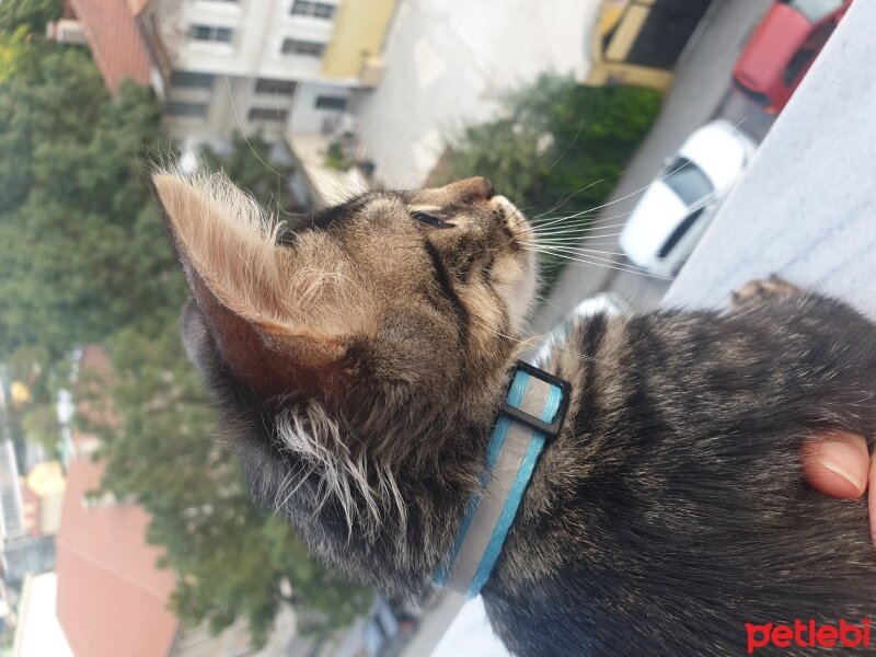 Tekir Kedi, Kedi  Talaz fotoğrafı