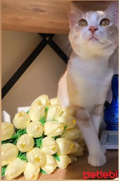 Tekir Kedi, Kedi  Çiko fotoğrafı