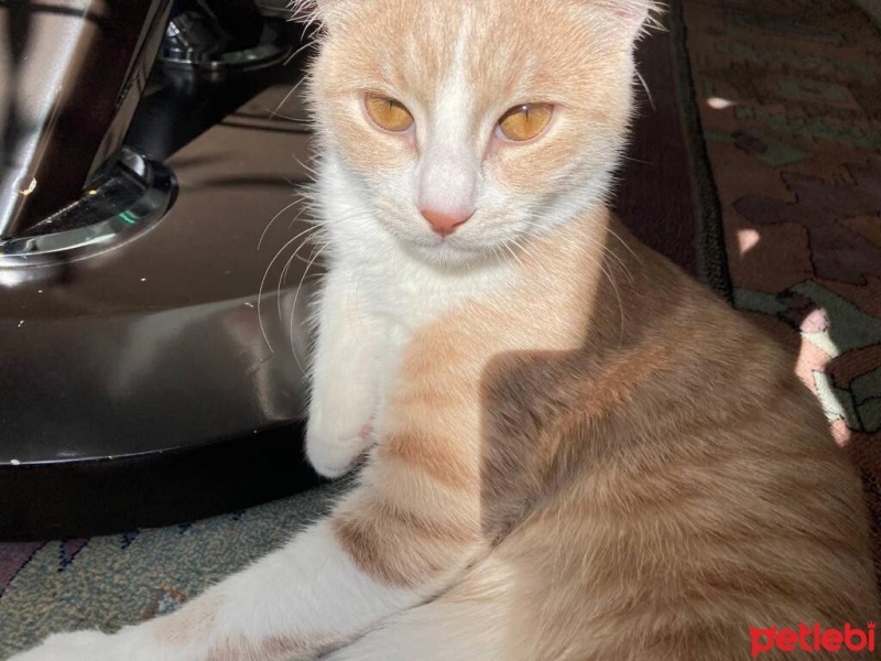 Tekir Kedi, Kedi  Çiko fotoğrafı