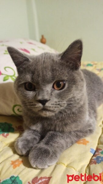 British Shorthair, Kedi  Venüs fotoğrafı