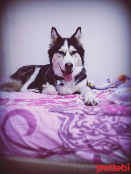 Sibirya Kurdu (Husky), Köpek  Lucy fotoğrafı