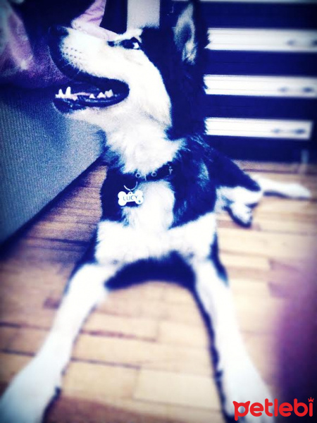 Sibirya Kurdu (Husky), Köpek  Lucy fotoğrafı