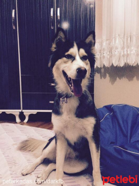 Sibirya Kurdu (Husky), Köpek  Lucy fotoğrafı
