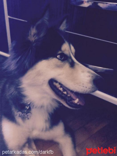 Sibirya Kurdu (Husky), Köpek  Lucy fotoğrafı