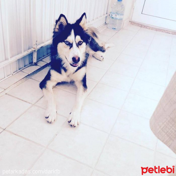 Sibirya Kurdu (Husky), Köpek  Lucy fotoğrafı
