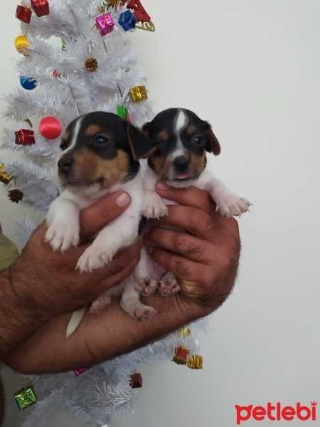 Jack Russell Terrier, Köpek  Jack russel fotoğrafı