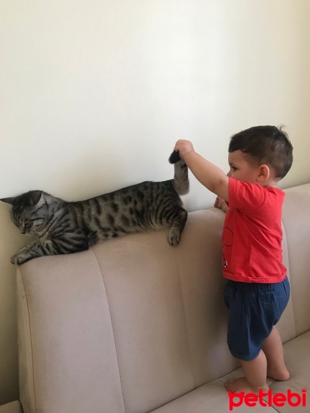 Tekir Kedi, Kedi  Boncuk fotoğrafı