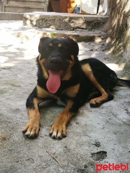 Rottweiler, Köpek  Ateş fotoğrafı