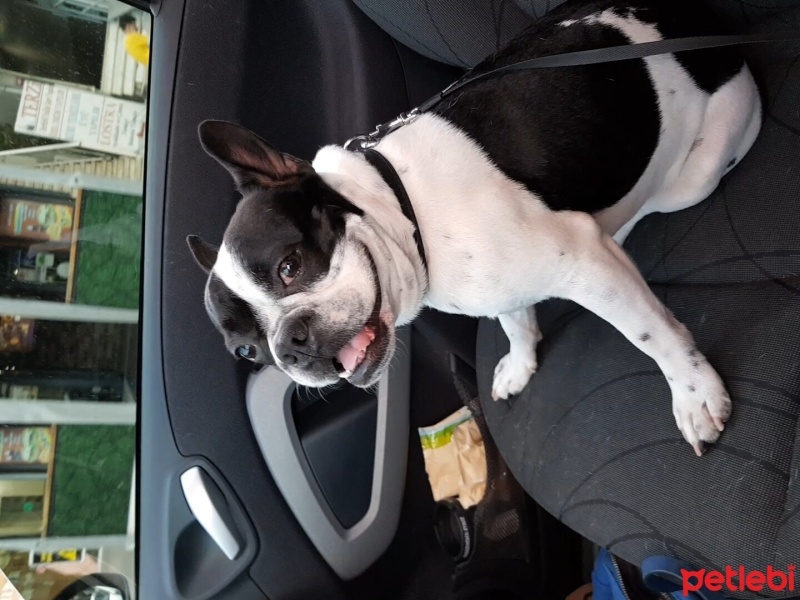 Fransız Bulldog, Köpek  Spyro fotoğrafı