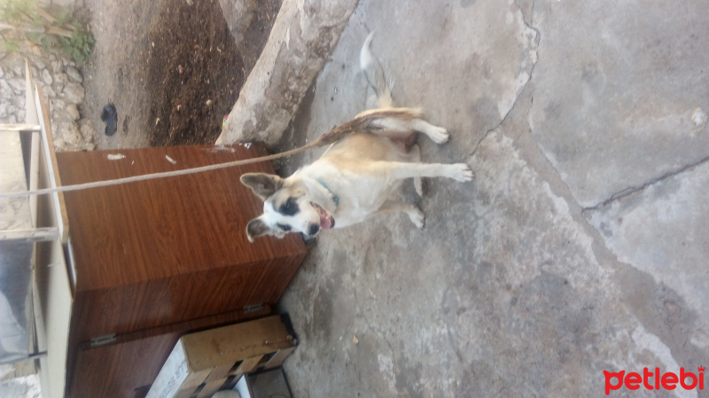 Avustralya Çoban Köpeği, Köpek  Zeyna fotoğrafı