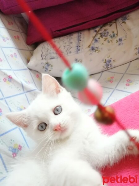 British Shorthair, Kedi  Tavşan fotoğrafı