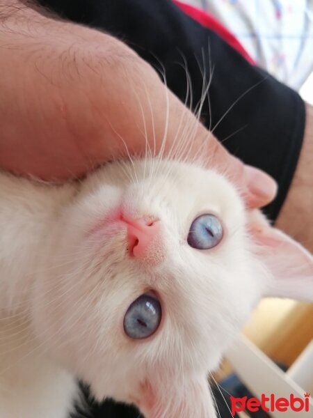 British Shorthair, Kedi  Tavşan fotoğrafı