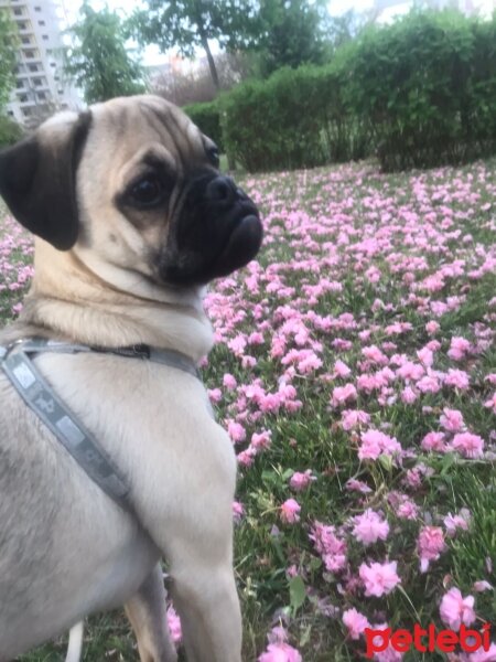 Pug, Köpek  Leo fotoğrafı