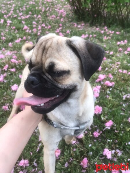 Pug, Köpek  Leo fotoğrafı