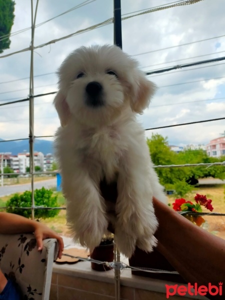 Maltese, Köpek  Odin fotoğrafı