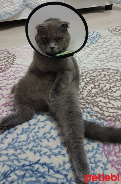 Scottish Fold, Kedi  Yumak fotoğrafı