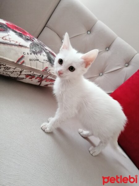 Soke, Kedi  Kar topu fotoğrafı