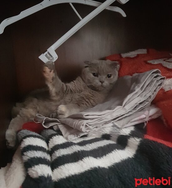 Scottish Fold, Kedi  Assol fotoğrafı