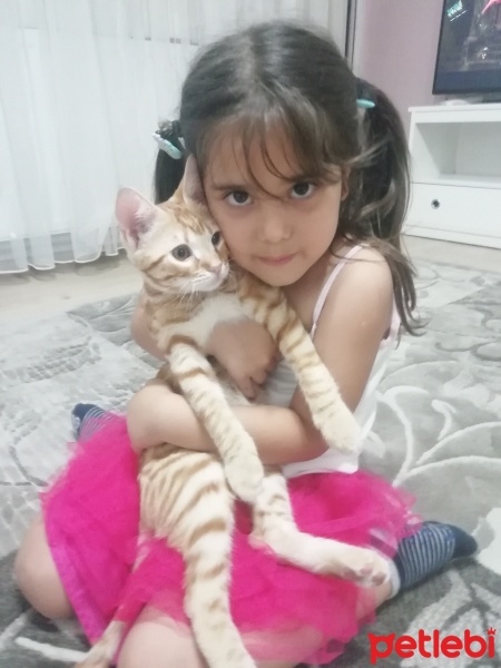 Sarman, Kedi  Tayyar fotoğrafı