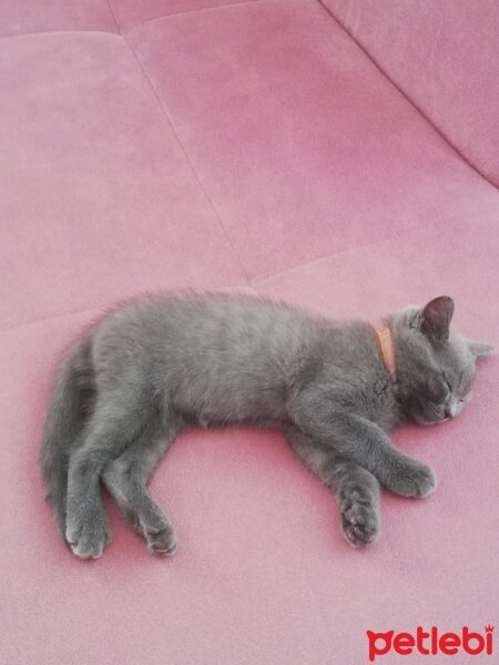 British Shorthair, Kedi  pati fotoğrafı