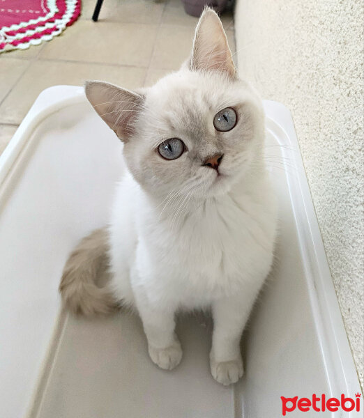 British Shorthair, Kedi  Mila fotoğrafı