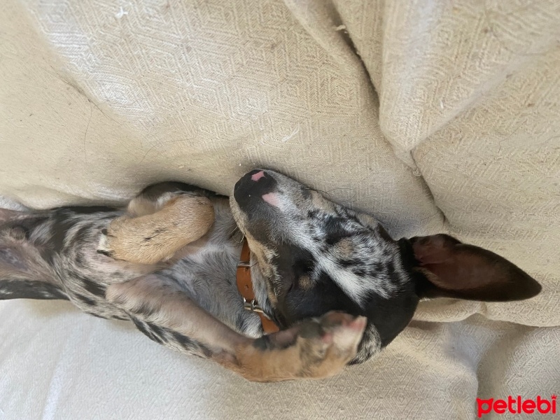 Chihuahua, Köpek  Yoda fotoğrafı