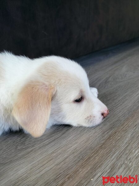 Labrador Retriever, Köpek  Küncüt fotoğrafı