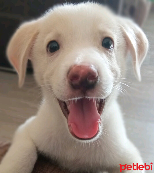 Labrador Retriever, Köpek  Küncüt fotoğrafı