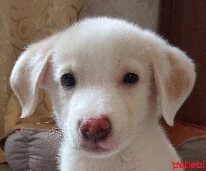 Labrador Retriever, Köpek  Küncüt fotoğrafı