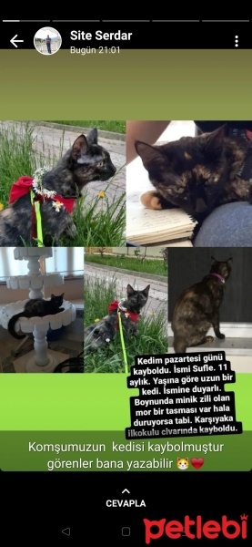Tekir Kedi, Kedi  Sufle fotoğrafı