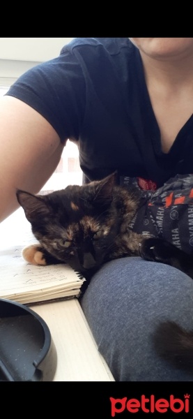 Tekir Kedi, Kedi  Sufle fotoğrafı