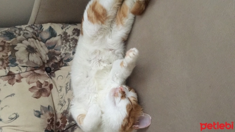 Sarman, Kedi  Kıtır fotoğrafı