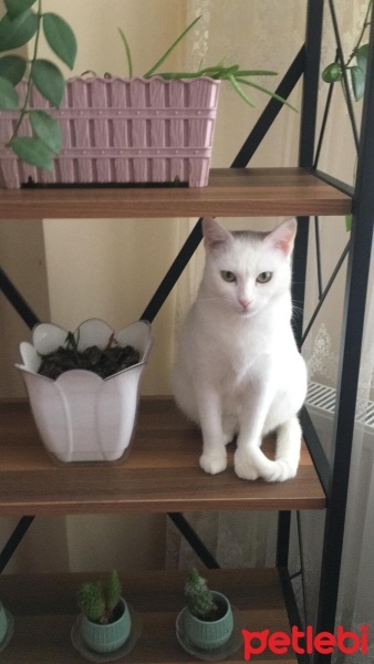 Sarman, Kedi  Kıtır fotoğrafı