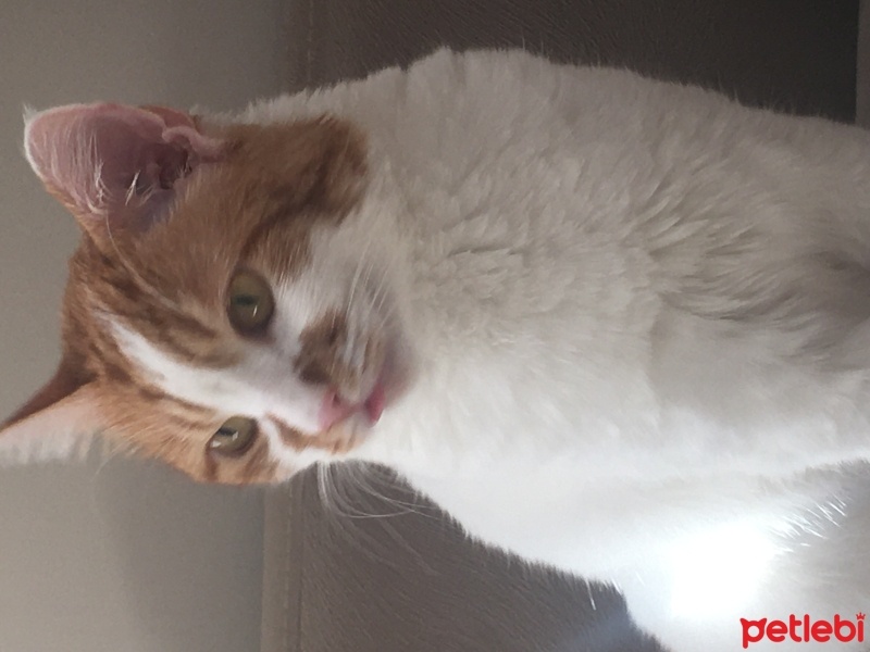 Sarman, Kedi  Kıtır fotoğrafı