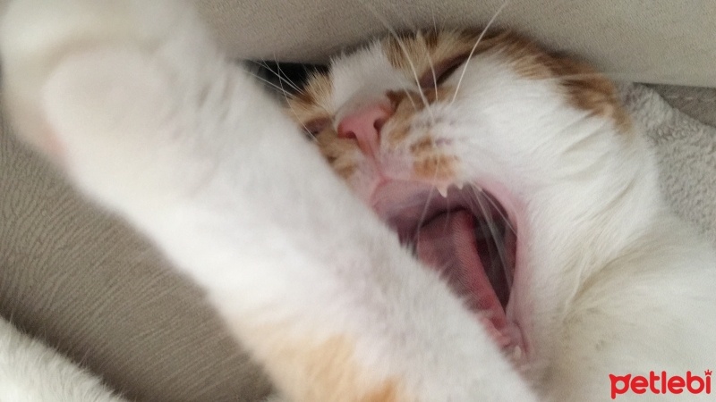 Sarman, Kedi  Kıtır fotoğrafı