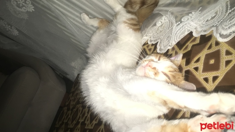 Sarman, Kedi  Kıtır fotoğrafı
