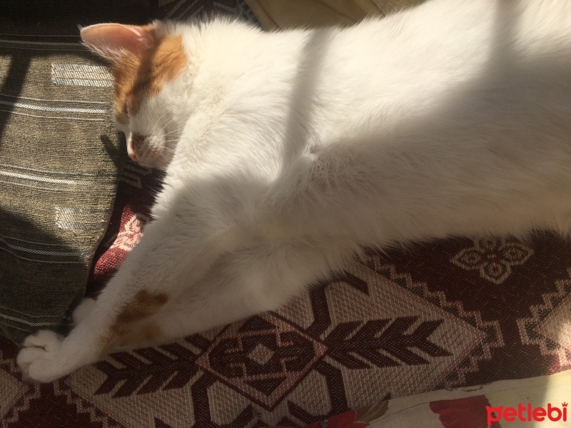 Sarman, Kedi  Kıtır fotoğrafı