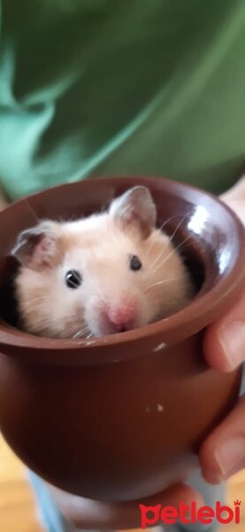 Hamster, Kemirgen  Nini fotoğrafı