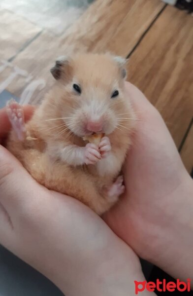 Hamster, Kemirgen  Nini fotoğrafı