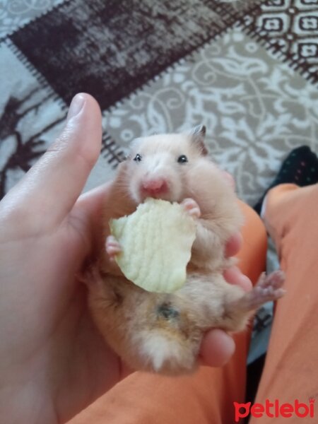 Hamster, Kemirgen  Nini fotoğrafı